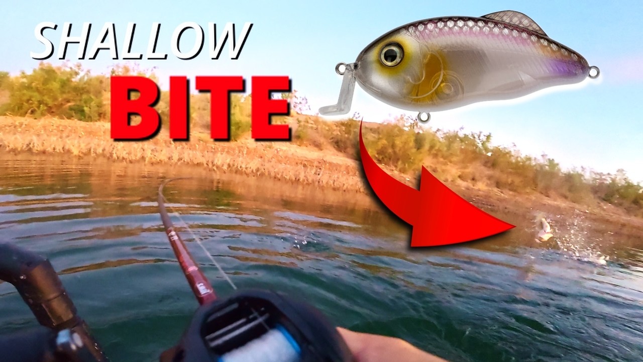 Early Morning SHALLOW BITE 🔥 Lake Mead Bass Fishing (Float Tube + Hybrid Hunter)