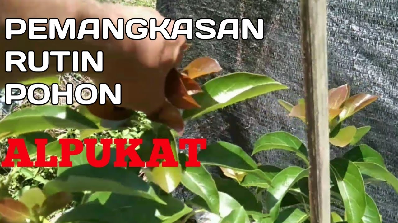 Pemangkasan Rutin Tanaman Alpukat di Mulai Sejak Awal Pertumbuhan