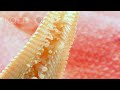 Starfish Gallop With Hundreds of Tubular Feet | Deep Look