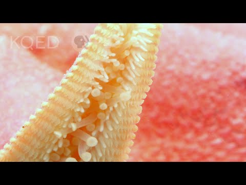 Ever Seen a Starfish Gallop? | Deep Look