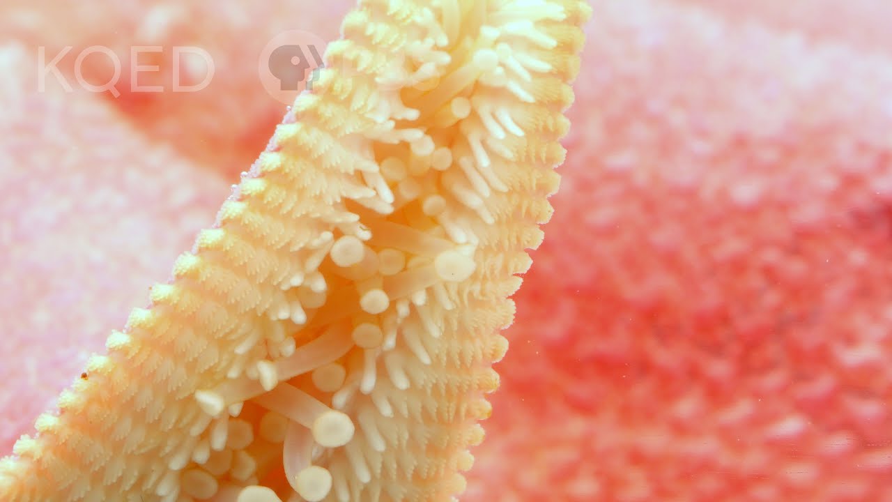 How Do Starfish Use Tube Feet?