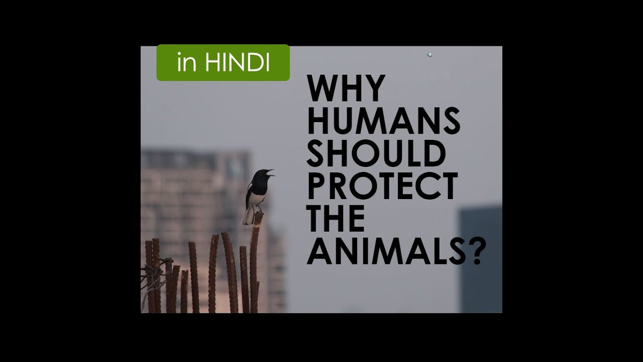 Bird Majesty in Hindi | AWBP Trust, ANIMAL MARK | Film by Lakshman Molleti