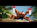 Crab Rave-air horn remix