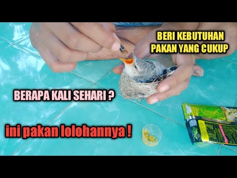 Video: Produk Hewan Peliharaan Kaytee Mengingatkan Beberapa Makanan Burung Dan Sayurannya