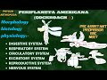 Periplaneta Americana | anatomy &amp; physiology| digestive, circulatory, reproductive system etc.