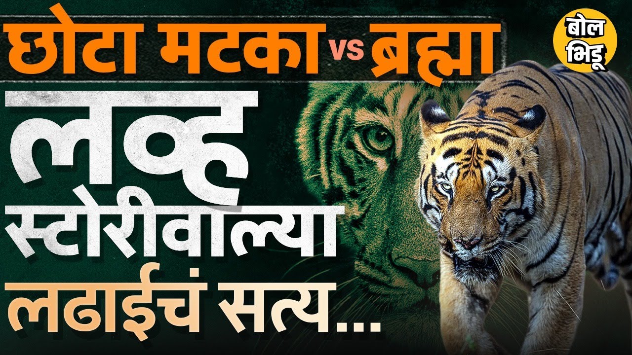 Nayanthara Tigress मुळे Tadoba मध्ये २ वाघांची झुंज ? Chhota Matka vs Brahma Tiger Fight चं खरं कारण