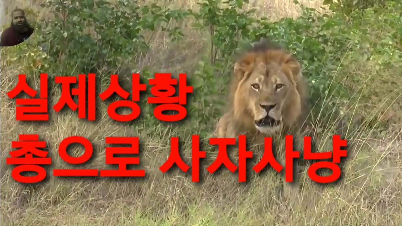 사자와 인간의 대결/ 사자 vs 인간/ 총으로 사자 사냥/ lions hunting [황정희TV] 식인 사자 밀렵현장 충격영상, 실제상황/ [자본가의 임금론]은 황정희 저서