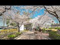 [4K HDR] Seoul Cherry Blossoms 2021 Samcheong-dong and Jeongdok Library 벚꽃이 가득한 서울 종로구 삼청동과 정독도서관 산책