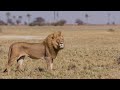 Botswana & Okavango Delta 4K - Scenic Wildlife Film With African Music Mp3 Song