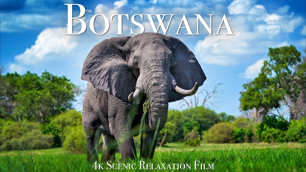 Botswana  Okavango Delta 4K   Scenic Wildlife Film With African Music