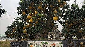 Ngắm cây bưởi cảnh 30 triệu có gì độc lạ tại văn Giang Hưng yên