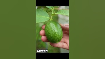 Grow lemon tree by air layering #propagate_lemon_tree #shorts