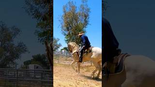 Stallionaires Chance exercising his Perlino Andalusian Stallion Golden Boy 🐴🏆