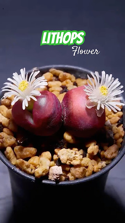 Lithops' flower blooming - Stone plants care tips #plants | 다육이 | 多肉植物