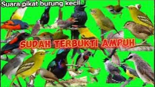 suara pikat semua jenis burung kecil