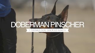 DOBERMAN PINSCHER FIVE THINGS YOU SHOULD KNOW