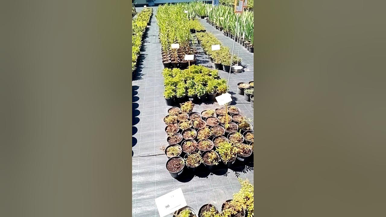 питомник растений казань биосфера. рассада овощей. рассада перца мелколистная. рассада татарстан. рассада татарстан.