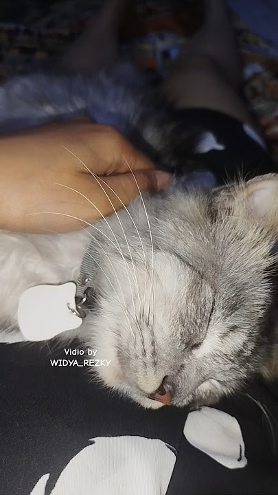 Chiko tidur terlihat terlalu imut. #cat #cats #cute #shorts #short #shortvideo #shortsfeed #funny