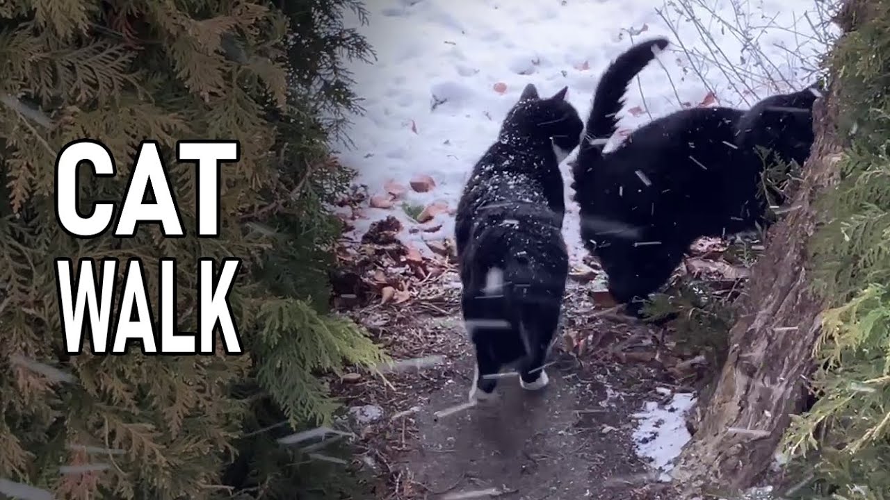 Brave cats take on a snowstorm