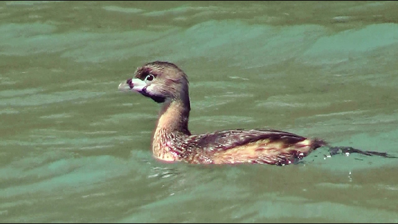 Pied-Billed Grebe 4