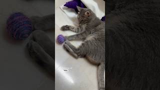 CAT playing time🐱#yokothecat #shorts #catlovers #playfulcat