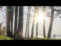 Sleep music sounds of nature and forest birds  music for sleeping and deep relaxing