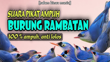 Suara Pikat Burung Rambatan Paling Ampuh || Pikat Rambatan Paruh Merah