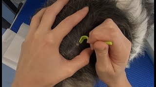 How to correctly remove a Tick on a dog! | Dog Grooming