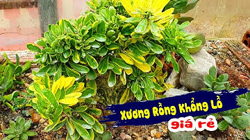 Xương Rồng Ngọc Kì Lân Giá Rẻ Ship Toàn Quốc