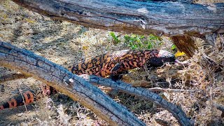 Kids encounter a Gila Monster lurking in the thicket!