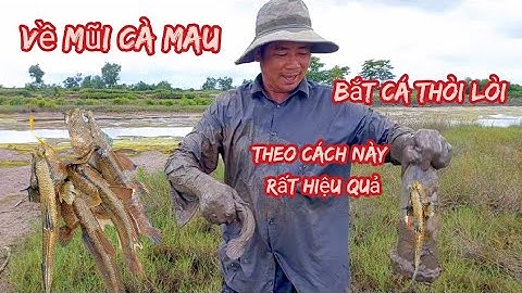 #563,#Về Đất Mũi Cà Mau săn cá thòi lòi loài cá đặc sản Cà Mau...
