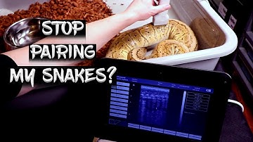 Using Ultrasound to Guide the Ball Python Breeding Season!
