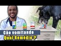 Remdio para cachorro vomitando qual o melhor e quando usar