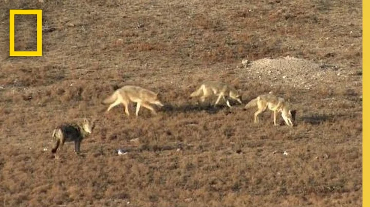 Surviving a Coyote Ambush | Something Bit Me!