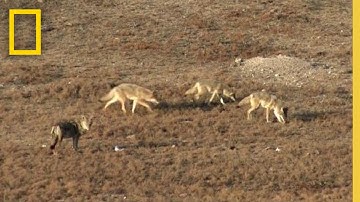 Surviving a Coyote Ambush | Something Bit Me!