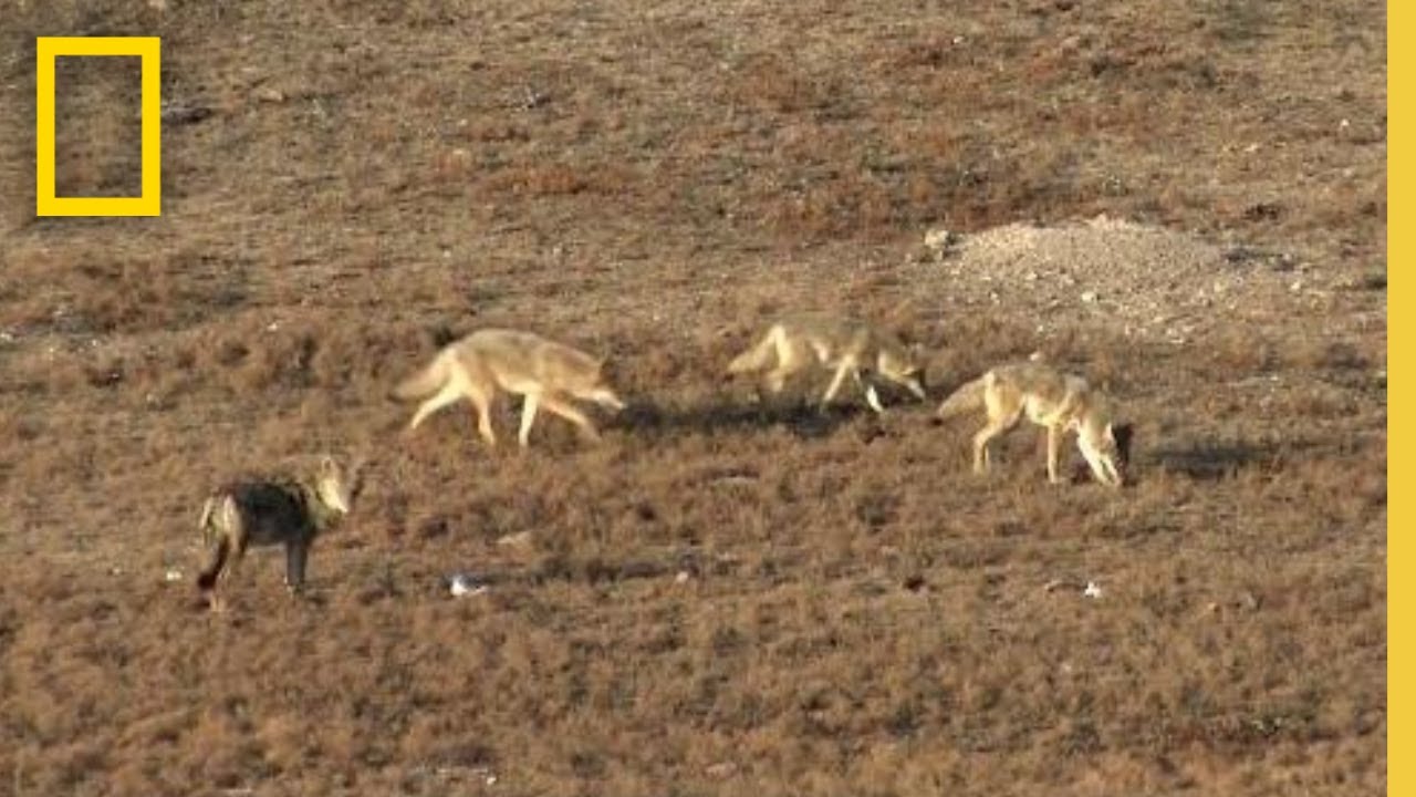Surviving a Coyote Ambush | Something Bit Me!