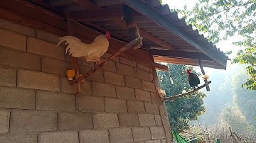 Saib qaib ua si nawb