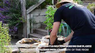 Episode 1 of What's Growing On?: Transplanting Clones/Seedlings