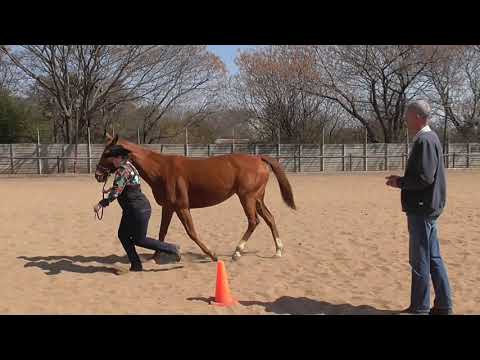 Main Lady Adult Novice Showmanship at Halter