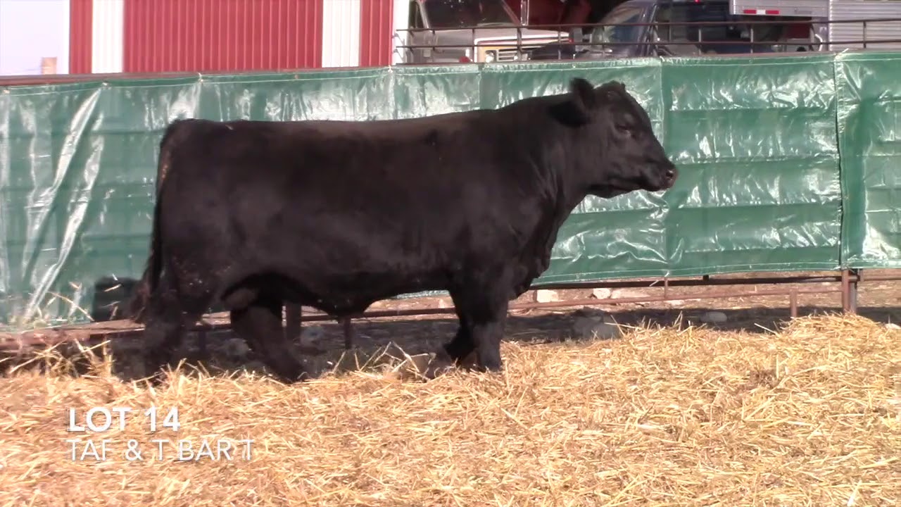 angus tasty T Bar T and Taliaferro Angus Lot 14