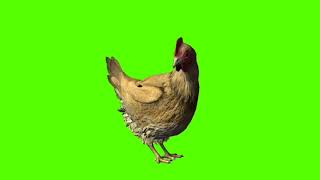 Hen Green Screen Video 5