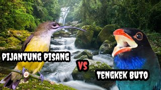 Download Lagu Tengkek Buto VS Pijantung Pisang 😱 Masteran Cendet yang sedang viral  MP3 Download Lagu Tengkek Buto VS Pijantung Pisang 😱 Masteran Cendet yang sedang viral  MP3