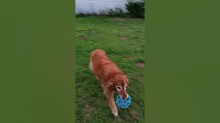 Hailey is retrieving.