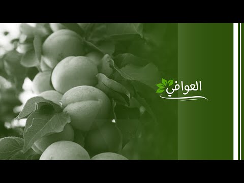 فيديو: المشمش: أصناف. وصف أصناف المشمش (الصورة). أفضل الأصناف