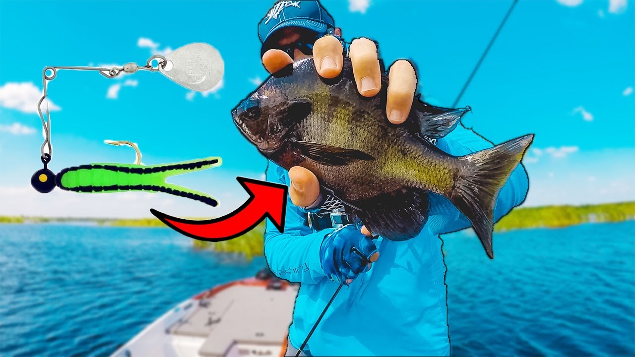 Beetle Spin Fishing Lures Catch Fish Anywhere! 