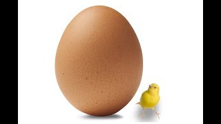 كيف نقدم البيض المسلوق لطيور الكناري  - How to make the BEST egg food for canary