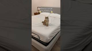 How to change your sheets for cat owners  #cat
