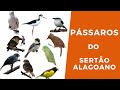 Pássaros da Caatinga Alagoano - parte 2