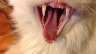 Понятно даже коту - компьютерные игры фигня! Понятно даже коту - компьютерные игры фигня!