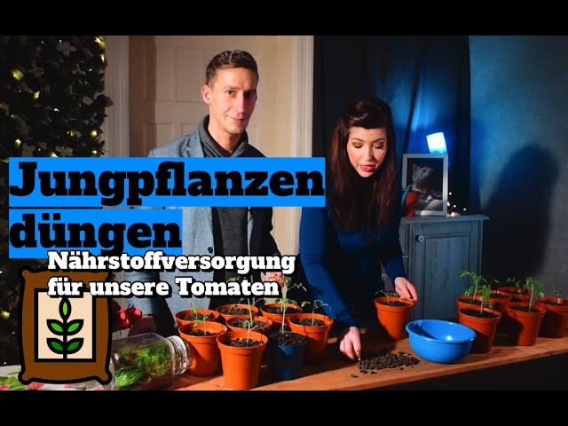 Dngen von Jungpflanzen: Wichtige Nhrstoffe unsere Tomatenpflanzen im Topf